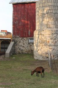 Goat in a Hole Image